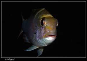 emperorfish :-D by Daniel Strub 